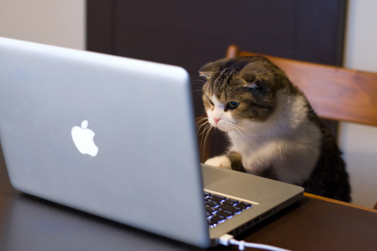 Image result for cat staring at computer