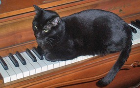 Coco on piano