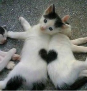 Love cats