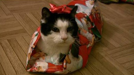 Gift wrapped cat