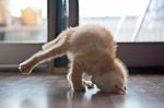 Yoga Cat 1