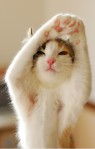 Yoga Cat 2