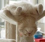 Yoga Cat 3