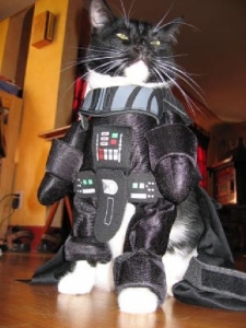 Storn Trooper cat